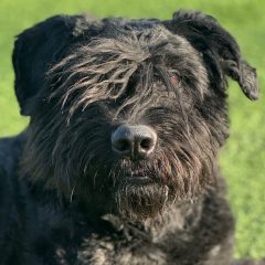 Bouvier PLACIDUS EVELYN v CAYA'S HOME